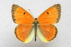 Colias heos