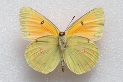 Colias heos