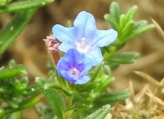 Glandora prostrata