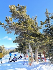 Pinus flexilis
