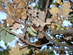 Hierodula transcaucasica