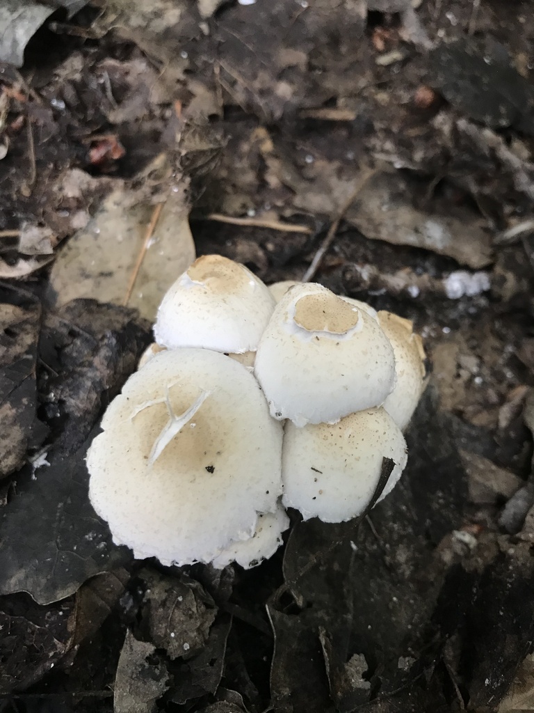 Candolleomyces candolleanus · December 2022 · photo: © tutitah (iNaturalist, cc0)
