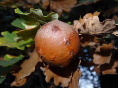 Andricus quercustozae