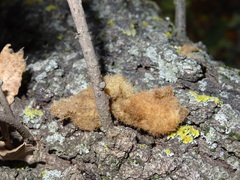 Andricus theophrasteus