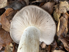 Entoloma ferruginans