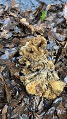 Fungi
