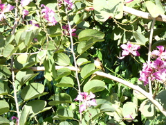 Myiarchus barbirostris