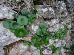 Umbilicus horizontalis