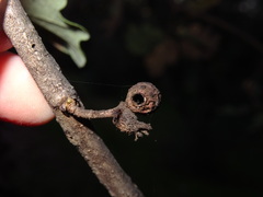 Andricus infectorius