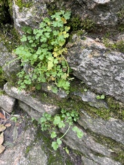 Petroselinum crispum