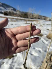 Populus deltoides monilifera