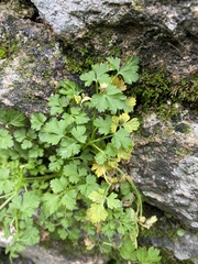 Petroselinum crispum