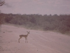 Raphicerus campestris