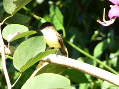 Myiarchus barbirostris