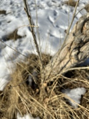 Populus deltoides monilifera