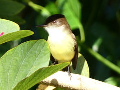 Myiarchus barbirostris