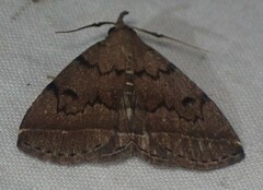 Zanclognatha dentata