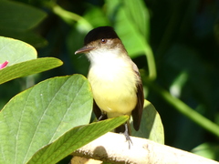 Myiarchus barbirostris