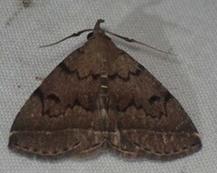 Zanclognatha dentata