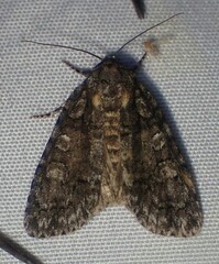 Acronicta increta