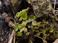 Dermatocarpon luridum