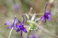 Delphinium