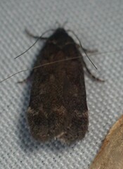 Anacampsis
