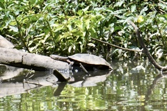 Phrynops geoffroanus