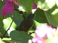 Euneornis campestris