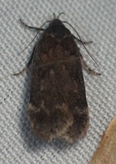 Anacampsis