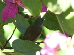 Euneornis campestris