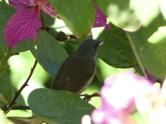 Euneornis campestris