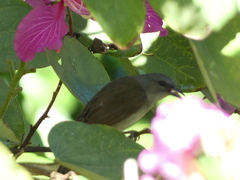 Euneornis campestris