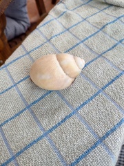 Megalobulimus