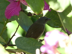 Euneornis campestris