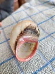 Megalobulimus
