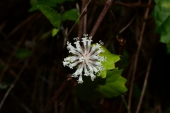 Melanthera
