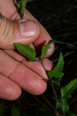 Melanthera