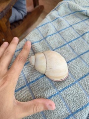 Megalobulimus