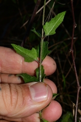 Melanthera