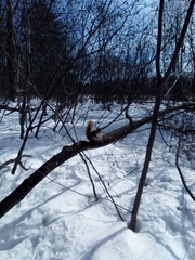 Tamiasciurus hudsonicus