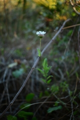 Melanthera