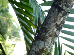 Anolis grahami