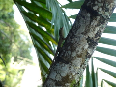 Anolis grahami