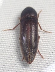 Dromaeolus badius