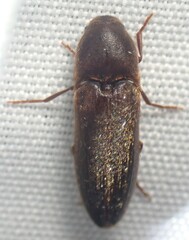Dromaeolus badius