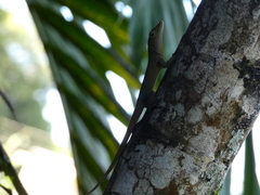 Anolis grahami