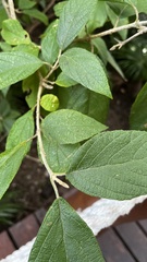 Callicarpa acuminata