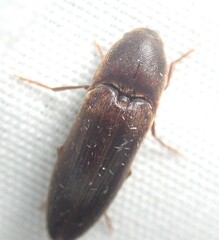 Dromaeolus badius