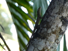 Anolis grahami